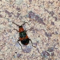 Dicranolaius bellulus (Red and Blue Pollen Beetle) at Lyneham, ACT - 7 Jan 2025 by trevorpreston