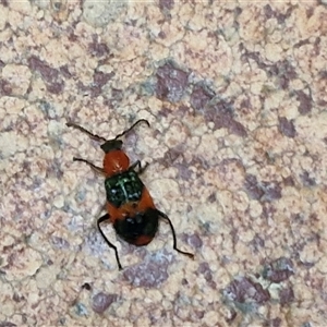 Dicranolaius bellulus (Red and Blue Pollen Beetle) at Lyneham, ACT by trevorpreston