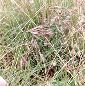 Themeda triandra (Kangaroo Grass) at Orangeville, NSW by belleandjason