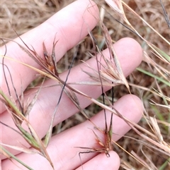 Themeda triandra at Orangeville, NSW - 7 Jan 2025 01:46 PM