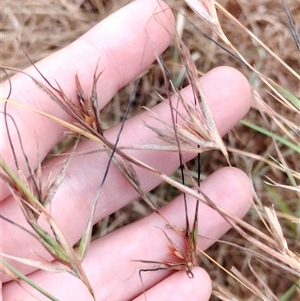 Themeda triandra at Orangeville, NSW - 7 Jan 2025 01:46 PM