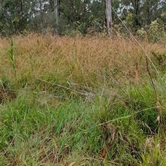 Themeda triandra at Orangeville, NSW - 7 Jan 2025 01:46 PM