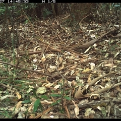 Unidentified Bird at Lorne, NSW - 27 Dec 2024 by Butlinz