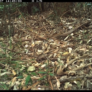 Eopsaltria australis at Lorne, NSW - 27 Dec 2024 02:45 PM