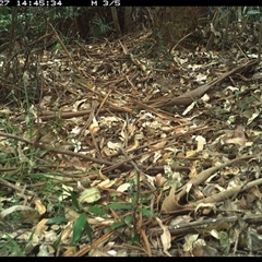 Eopsaltria australis at Lorne, NSW - 27 Dec 2024 02:45 PM