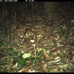 Unidentified Mammal at Lorne, NSW by Butlinz