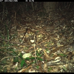 Rattus sp. at Lorne, NSW - 27 Dec 2024 08:52 PM