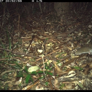 Rattus sp. at Lorne, NSW - 27 Dec 2024 08:52 PM