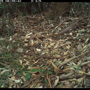 Neosericornis citreogularis (Yellow-throated Scrubwren) at Lorne, NSW by Butlinz