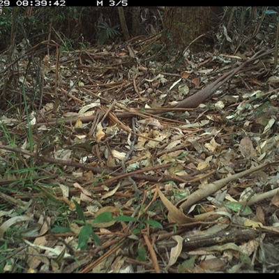 Neosericornis citreogularis (Yellow-throated Scrubwren) at Lorne, NSW - 29 Dec 2024 by Butlinz