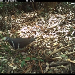 Leucosarcia melanoleuca at Lorne, NSW - 2 Jan 2025 05:23 AM