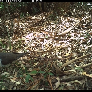 Leucosarcia melanoleuca at Lorne, NSW - 2 Jan 2025 05:23 AM