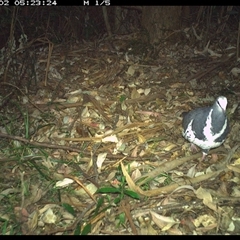 Leucosarcia melanoleuca at Lorne, NSW - 2 Jan 2025 05:23 AM