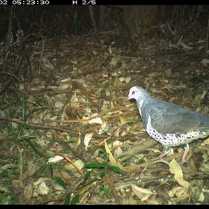 Leucosarcia melanoleuca at Lorne, NSW - 2 Jan 2025 05:23 AM