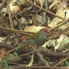 Unidentified Bird at Lorne, NSW - 31 Dec 2024 by Butlinz