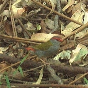 Neochmia temporalis (Red-browed Finch) at Lorne, NSW by Butlinz