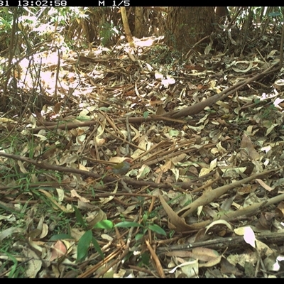 Unidentified Bird at Lorne, NSW - 31 Dec 2024 by Butlinz