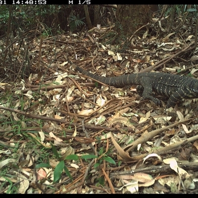 Varanus varius (Lace Monitor) at Lorne, NSW - 31 Dec 2024 by Butlinz