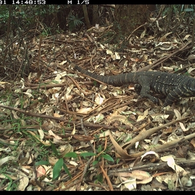 Varanus varius at Lorne, NSW - 31 Dec 2024 by Butlinz