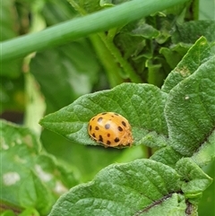 Epilachna sumbana (A Leaf-eating Ladybird) at Copmanhurst, NSW - 30 Dec 2024 by MazzV