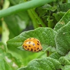 Epilachna sumbana at Copmanhurst, NSW - suppressed