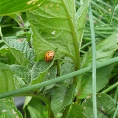 Epilachna sumbana at Copmanhurst, NSW - suppressed