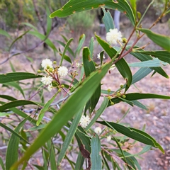 Acacia implexa (Hickory Wattle, Lightwood) at Watson, ACT - 5 Jan 2025 by abread111