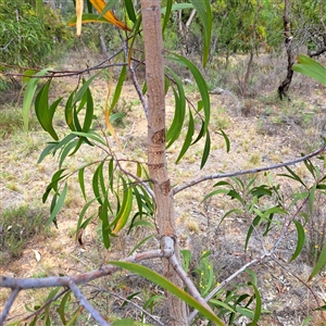 Acacia implexa at Watson, ACT - 6 Jan 2025 10:24 AM