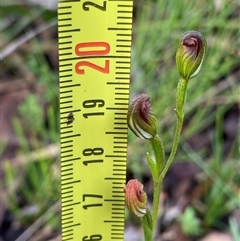 Speculantha rubescens at Glen Allen, NSW - 17 Jan 2024 by NedJohnston