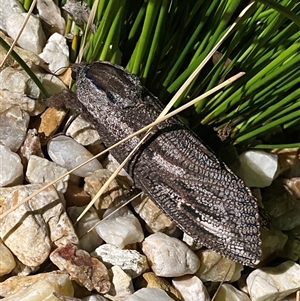 Endoxyla encalypti (Wattle Goat Moth) at Acton, ACT by NedJohnston