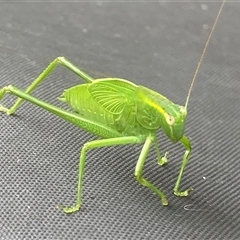 Caedicia simplex (Common Garden Katydid) at Theodore, ACT - 7 Jan 2025 by Cardy