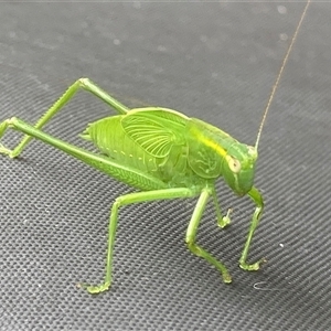 Caedicia simplex (Common Garden Katydid) at Theodore, ACT by Cardy