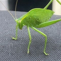 Caedicia simplex at Theodore, ACT - 7 Jan 2025 03:25 PM