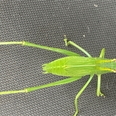 Caedicia simplex at Theodore, ACT - 7 Jan 2025 03:25 PM