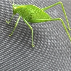 Caedicia simplex at Theodore, ACT - 7 Jan 2025 03:25 PM