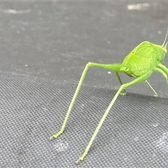 Caedicia simplex at Theodore, ACT - 7 Jan 2025 03:25 PM