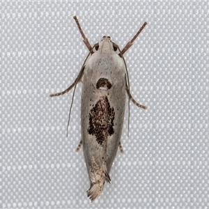 Tymbophora peltastis (A Xyloryctid moth (Xyloryctidae)) at Melba, ACT by kasiaaus