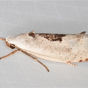 Tymbophora peltastis at Melba, ACT - 6 Jan 2025