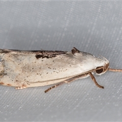 Tymbophora peltastis at Melba, ACT - 6 Jan 2025