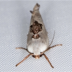 Tymbophora peltastis at Melba, ACT - 6 Jan 2025