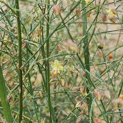 Asparagus virgatus (Tiki Fern, Asparagus Fern, Broom Fern) at Mawson, ACT - 7 Jan 2025 by Mike