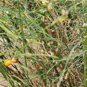 Asparagus virgatus at Mawson, ACT - 7 Jan 2025 03:23 PM