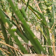 Asparagus virgatus at Mawson, ACT - 7 Jan 2025 03:23 PM