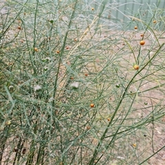 Asparagus virgatus at Mawson, ACT - 7 Jan 2025 03:23 PM