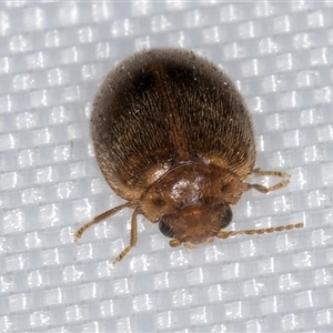 Scirtidae (family) at Melba, ACT - 6 Jan 2025