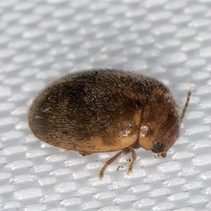 Scirtidae (family) at Melba, ACT - 6 Jan 2025 10:07 PM