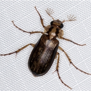 Telura sp. (genus) (A scarab beetle) at Melba, ACT by kasiaaus