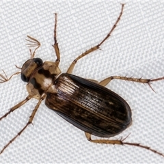 Telura sp. (genus) at Melba, ACT - 6 Jan 2025