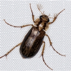 Telura sp. (genus) at Melba, ACT - 6 Jan 2025