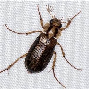 Telura sp. (genus) at Melba, ACT - 6 Jan 2025